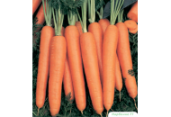 Нарбонне F1 - морква, 100 000 насіння (1,8-2,0 мм), Bejo Голландія фото, цiна